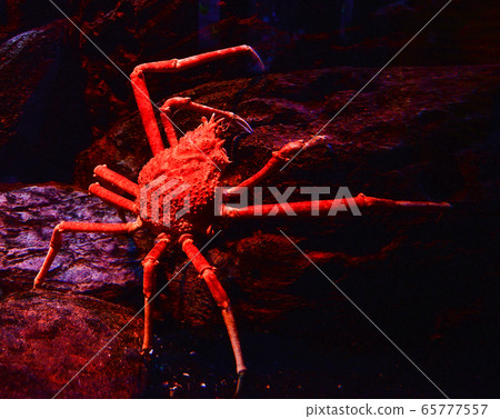 Giant spider crab / Japanese giant crab swimming Giant spider crab / Japanese giant crab swimming 65777557