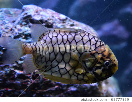 pineapple fish or Cleidopus gloriamaris / 65777559