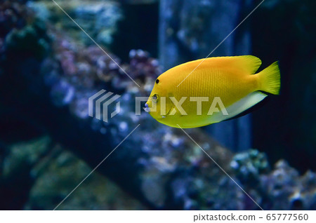 Three-spot Emperor Angelfish / Yellow fish blue 65777560