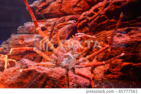 Giant spider crab / Japanese giant crab swimming Giant spider crab / Japanese giant crab swimming 65777561