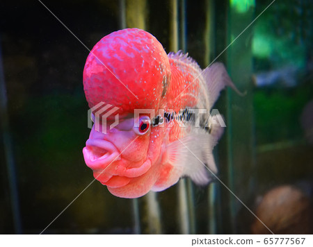 crossbreed cichlid fish / colorful red crossbreed 65777567