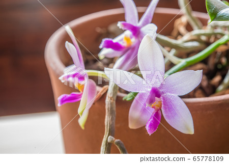 Pink Phalaenopsis original species Pink Phalaenopsis original species 65778109