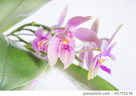 Pink Phalaenopsis original species 65778276