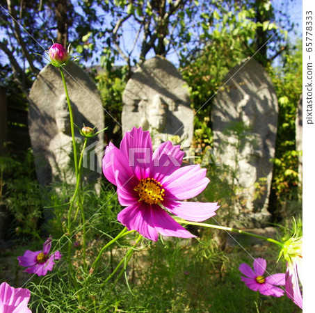 奈良的Akisakuraji寺 65778333