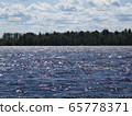 River  ob in summer, Siberia Russia 65778371