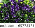 Irises in summer day at the flower bed 65778373