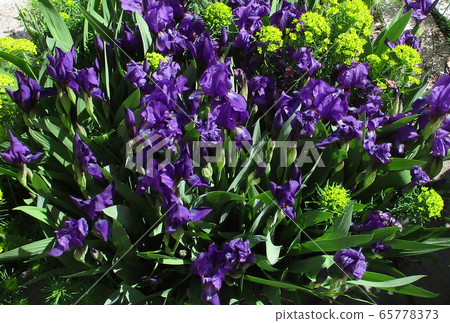 Irises in summer day at the flower bed Irises in summer day at the flower bed 65778373