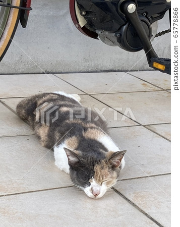 Cat Cat 65778866