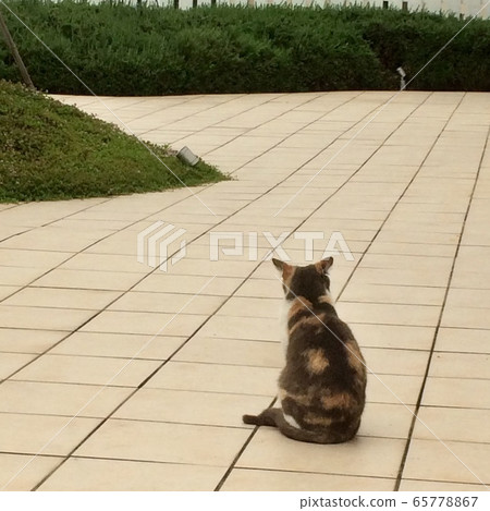 Cat Cat 65778867