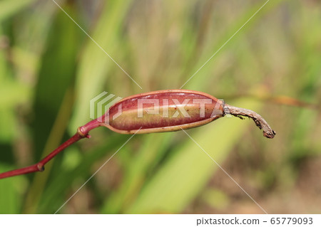 Silane fruit Silane fruit 65779093