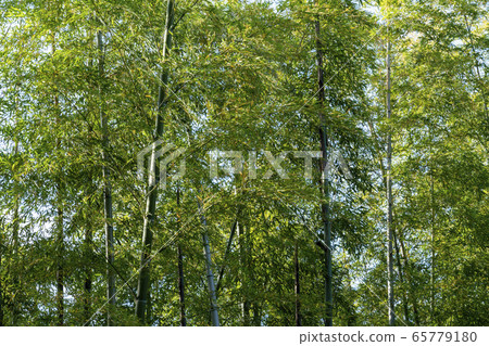 Bamboo forest in the sunlight Bamboo forest in the sunlight 65779180