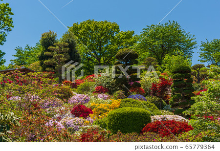 Azaleas with magnificent scenery, Okuwabara Azalea Garden in Sukagawa, Iwaki City, Fukushima Prefecture Azaleas with magnificent scenery, Okuwabara Azalea Garden in Sukagawa, Iwaki City, Fukushima Prefecture 65779364
