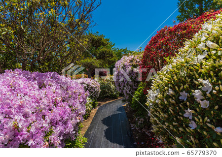 風景秀麗的杜鵑花,福島縣磐城市須賀川市的奧花原杜鵑花園 風景秀麗的杜鵑花,福島縣磐城市須賀川市的奧花原杜鵑花園 65779370
