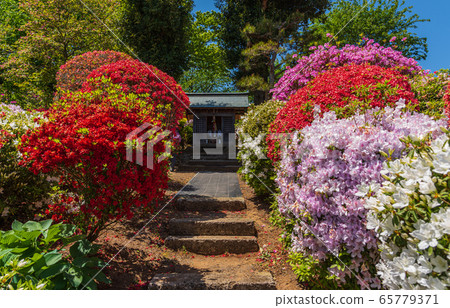風景秀麗的杜鵑花，福島縣磐城市須賀川市的奧花原杜鵑花園 65779371