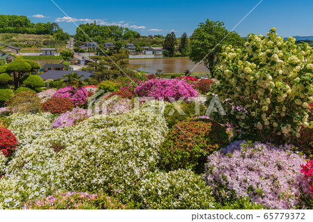 風景秀麗的杜鵑花,福島縣磐城市須賀川市的奧花原杜鵑花園 風景秀麗的杜鵑花,福島縣磐城市須賀川市的奧花原杜鵑花園 65779372