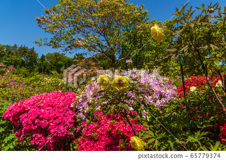 風景秀麗的杜鵑花,福島縣磐城市須賀川市的奧花原杜鵑花園 風景秀麗的杜鵑花,福島縣磐城市須賀川市的奧花原杜鵑花園 65779374