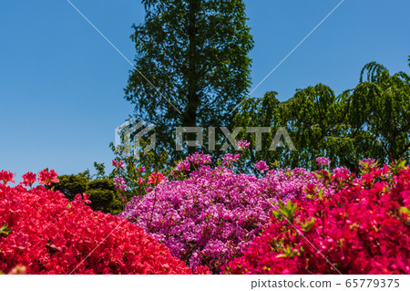 風景秀麗的杜鵑花,福島縣磐城市須賀川市的奧花原杜鵑花園 風景秀麗的杜鵑花,福島縣磐城市須賀川市的奧花原杜鵑花園 65779375