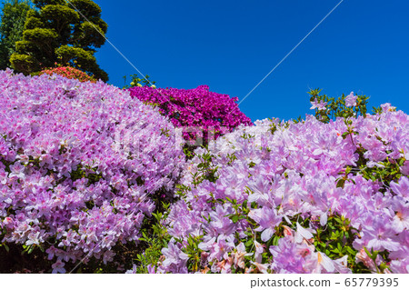 Azaleas with magnificent scenery, Okuwabara Azalea Garden in Sukagawa, Iwaki City, Fukushima Prefecture Azaleas with magnificent scenery, Okuwabara Azalea Garden in Sukagawa, Iwaki City, Fukushima Prefecture 65779395