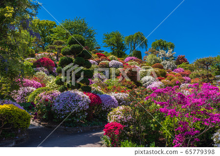 Azaleas with magnificent scenery, Okuwabara Azalea Garden in Sukagawa, Iwaki City, Fukushima Prefecture Azaleas with magnificent scenery, Okuwabara Azalea Garden in Sukagawa, Iwaki City, Fukushima Prefecture 65779398
