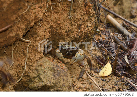 Black crab Crab Kurobenkei crab warns from its burrows Black crab Crab Kurobenkei crab warns from its burrows 65779568
