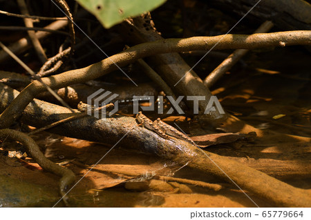 Southern Red Flying Goby Barred mudskipper 65779664