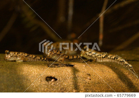 南部紅飛蝦虎魚 65779669