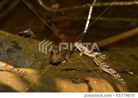 Southern Red Flying Goby Barred mudskipper Southern Red Flying Goby Barred mudskipper 65779670