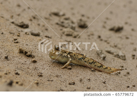 Southern Red Flying Goby Barred mudskipper Southern Red Flying Goby Barred mudskipper 65779672
