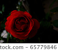 Red roses 65779846