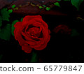 Red roses 65779847