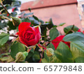 Red roses 65779848