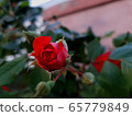 Red roses 65779849