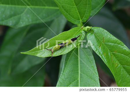 石嘴蝴蝶幼蟲 石嘴蝴蝶幼蟲 65779955