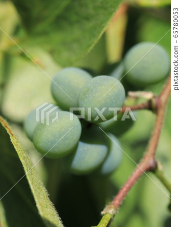 Fruit of Aotutsurafuji 65780053