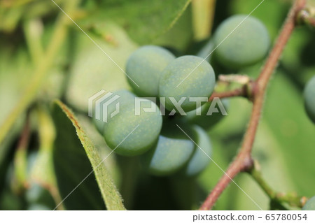 Fruit of Aotutsurafuji 65780054