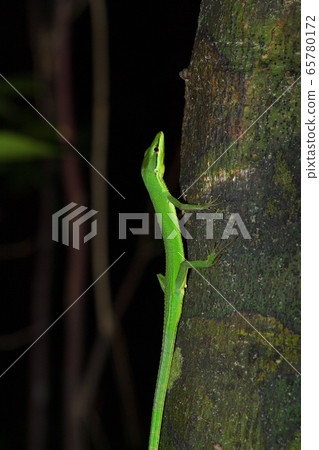 綠色的Sakishima Kanasnake 綠色的Sakishima Kanasnake 65780172