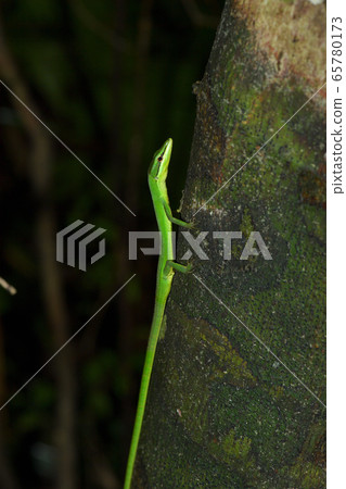 綠色的Sakishima Kanasnake 65780173