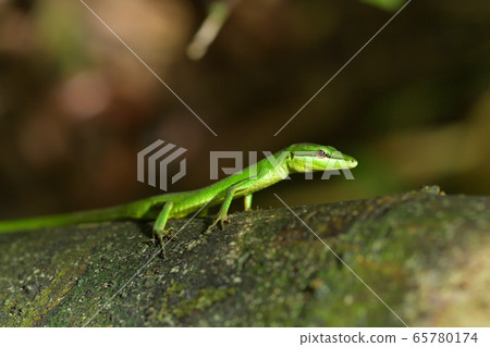 綠色的Sakishima Kanasnake 綠色的Sakishima Kanasnake 65780174