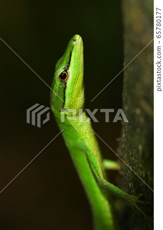 綠色的Sakishima Kanasnake 綠色的Sakishima Kanasnake 65780177