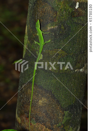 綠色的Sakishima Kanasnake 綠色的Sakishima Kanasnake 65780180