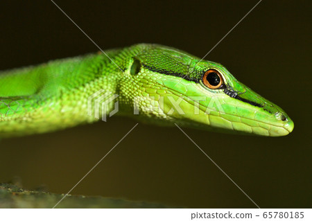 The green-colored Sakishima Kanasnake The green-colored Sakishima Kanasnake 65780185