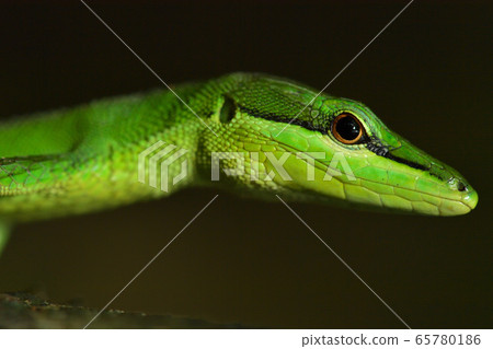 The green-colored Sakishima Kanasnake 65780186