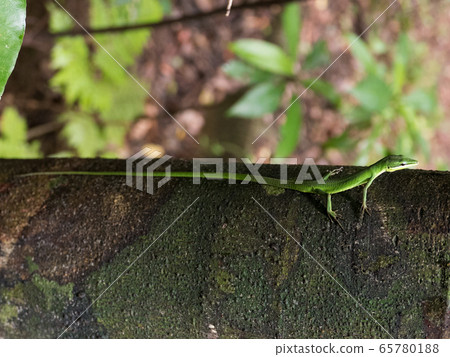 The green-colored Sakishima Kanasnake 65780188