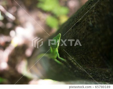 The green-colored Sakishima Kanasnake 65780189