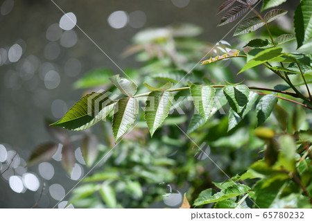 The young leaves of Nurde The young leaves of Nurde 65780232