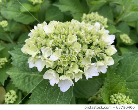 The hydrangea & rain drop The hydrangea & rain drop 65780400