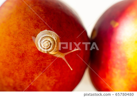 Little snail crawling on ripe red nectarines 65780480