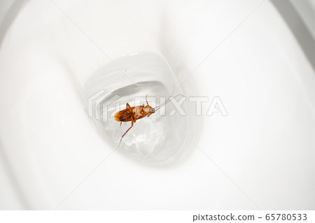 Huge cockroach in the toilet. Insect pests in the 65780533