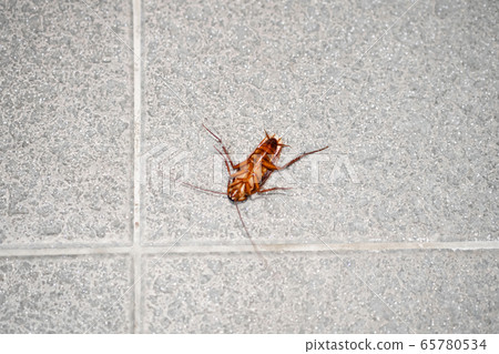 A huge cockroach on the floor. Insect pests in the 65780534