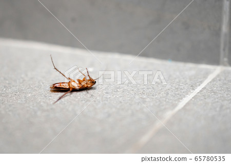 A huge cockroach on the floor. Insect pests in the 65780535